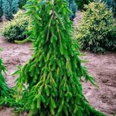 Weeping Norway Spruce  4&#39; B&amp;B