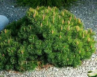 Pumilio Mugo Pine 3 gal