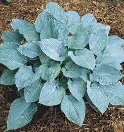 Hosta &#39;Blue Hawaii&#39; 1 gal