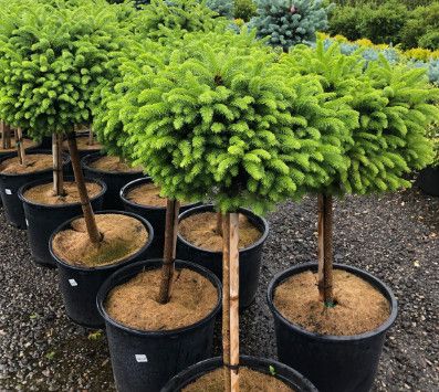 Norway Spruce &#39;Little Gem Standard&#39; - 6 gal