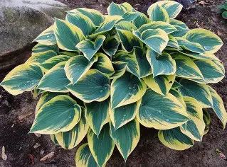 Hosta &#39;First Frost&#39; 1 gal