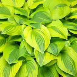 Hosta &#39;Velvet Moon&#39; 1 gal