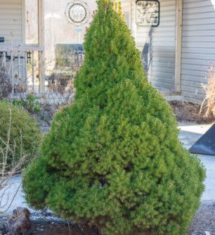 Spruce &#39;Dwarf Alberta&#39; 1 gal