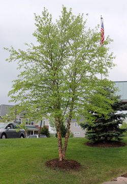 River Birch 3&#39; tree-form potted