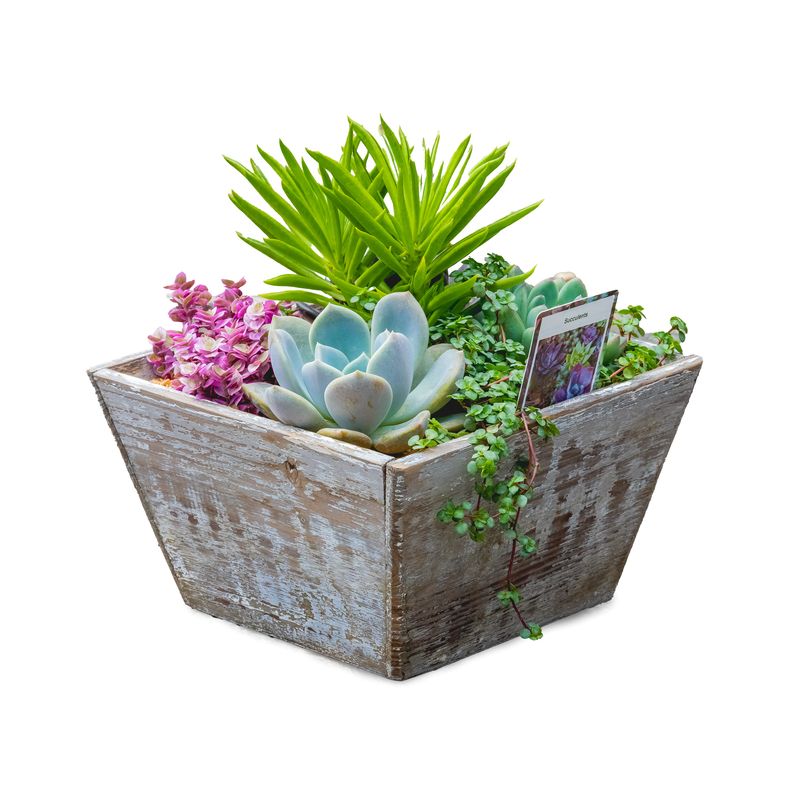 Square Wood Planter Succulent Mix 8&quot;