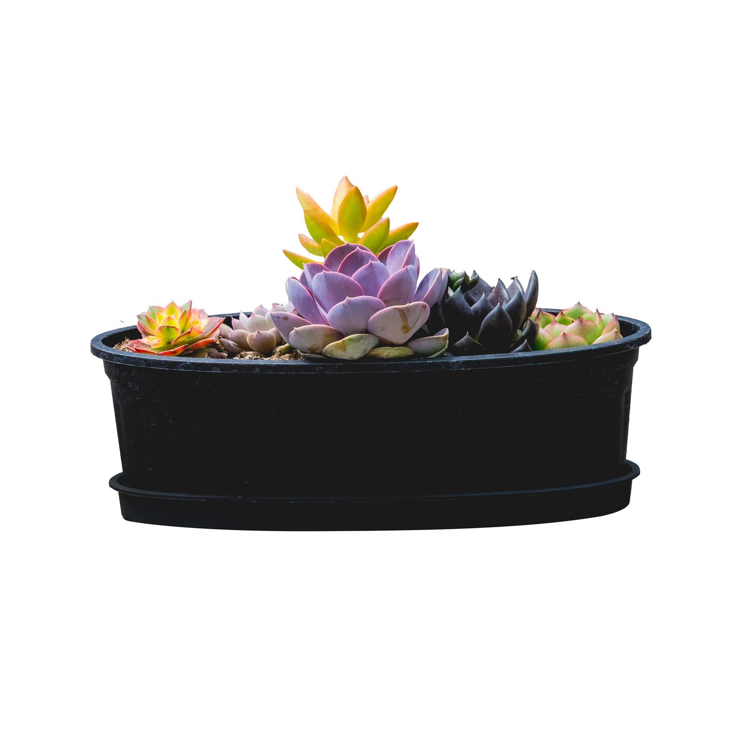 Oval Planter Succulent Mix 12&quot;