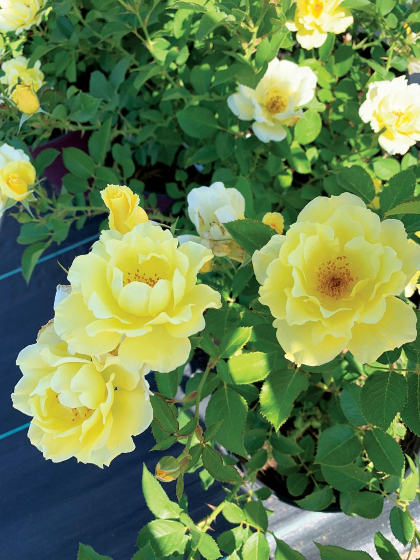 Rose &#39;Yukon Sun&#39; 2 gal (Yellow)