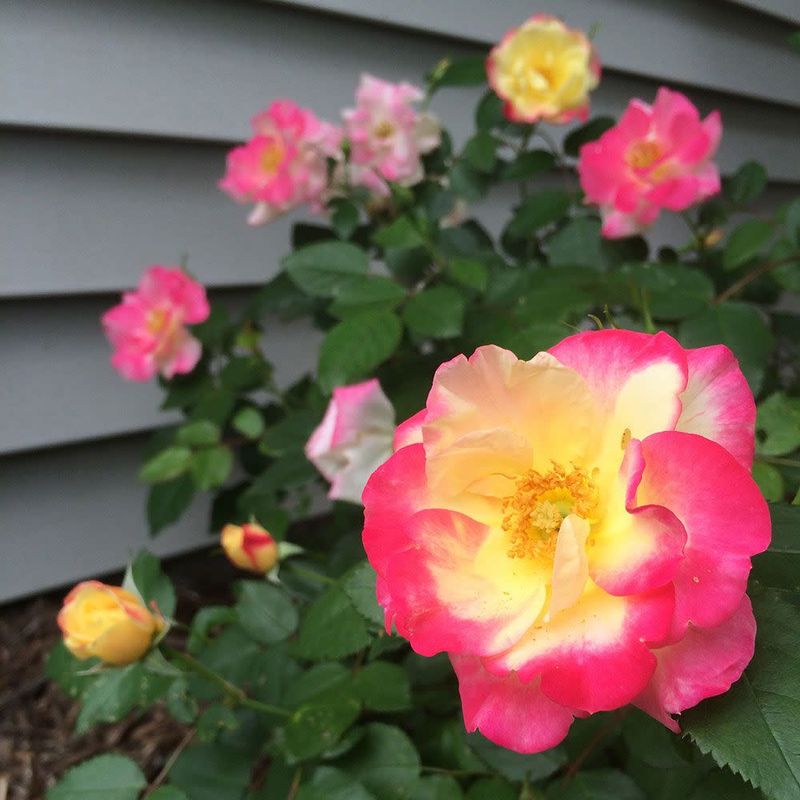 Rose 'Campfire' 2 gal (Pink/Yellow)