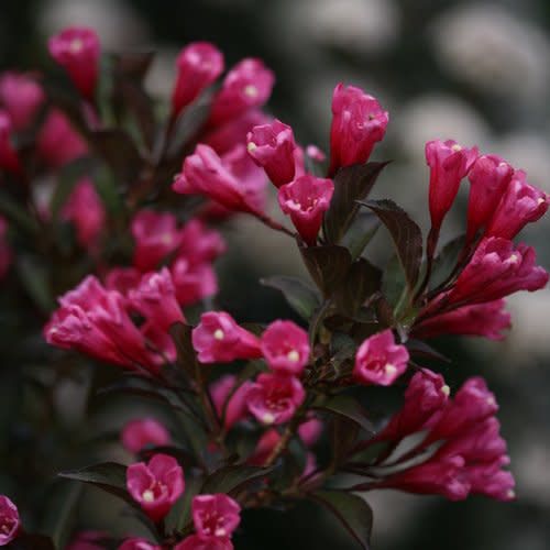 Weigela &#39;Wine &amp; Roses&#39; 3 gal PW