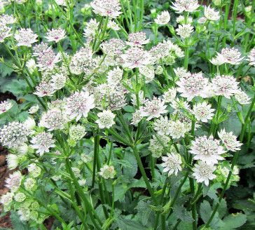 Astrantia &#39;Star of Billion&#39; Masterwort 1 gal