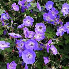 Perennial Geranium &#39;Rozanne&#39; 1 gal