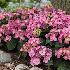 Hydrangea &#39;Endless Summer Pop Star&#39; 5 gal ES