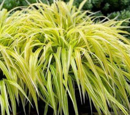 Japanese Forest Grass - Hakone &#39;Lemon Zest&#39; 1 gal