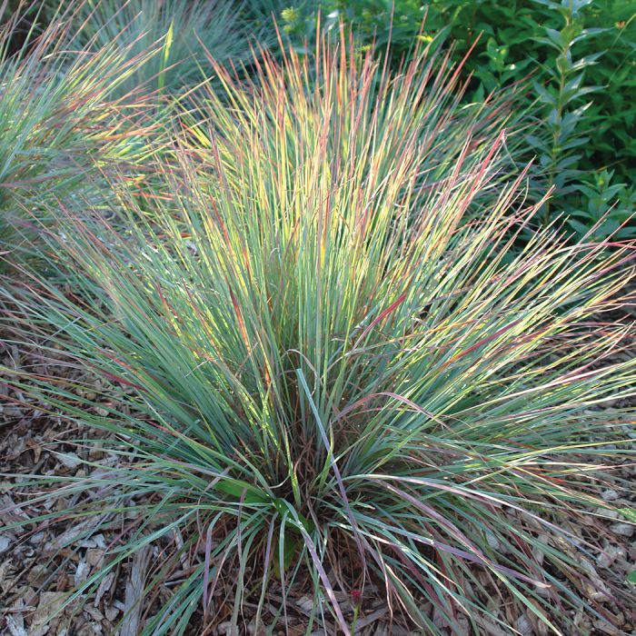 Little Bluestem &#39;Standing Ovation&#39; 1 gal