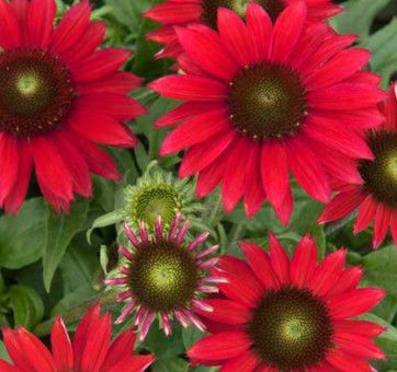 Cone Flower &#39;Echinacea Sombrero Baja Burgundy&#39; 1 gal