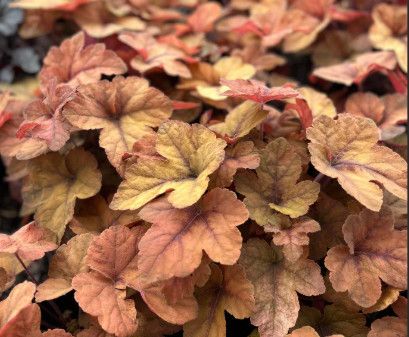 Coral Bells &#39;Heuchera Pumpkin Spice&#39; 1 gal