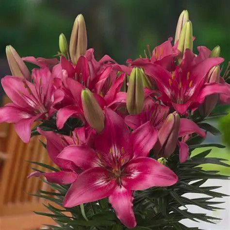 Lily Oriental &#39;Trendy Dakota&#39; 2 gal