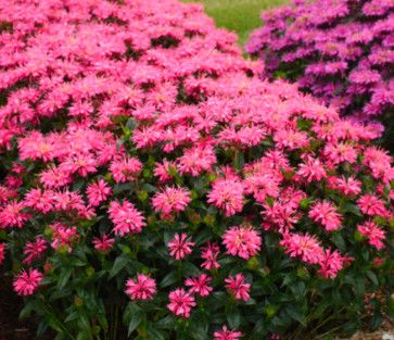 Monarda &#39;Pink Chenille&#39; Beebalm 8&quot; PW