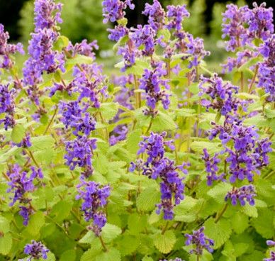 Catmint &#39;Nepeta Chartreuse on the Loose&#39; 1 gal