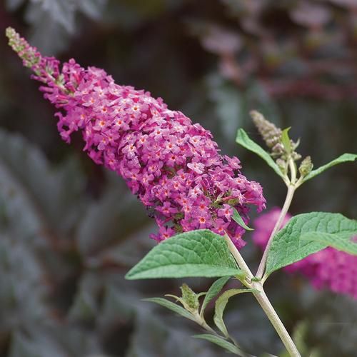 Butterfly Bush &#39;Miss Ruby&#39; 2 gal PW