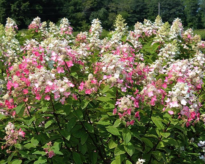 Hydrangea Standard &#39;Magical Fire&#39; 5 gal potted