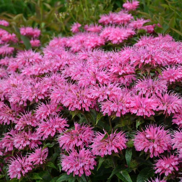 Monarda 'Bubblegum Blast' Beebalm 1 gal