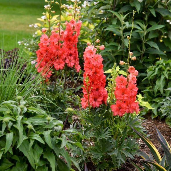 Delphinium &#39;Red Lark&#39; 1 gal