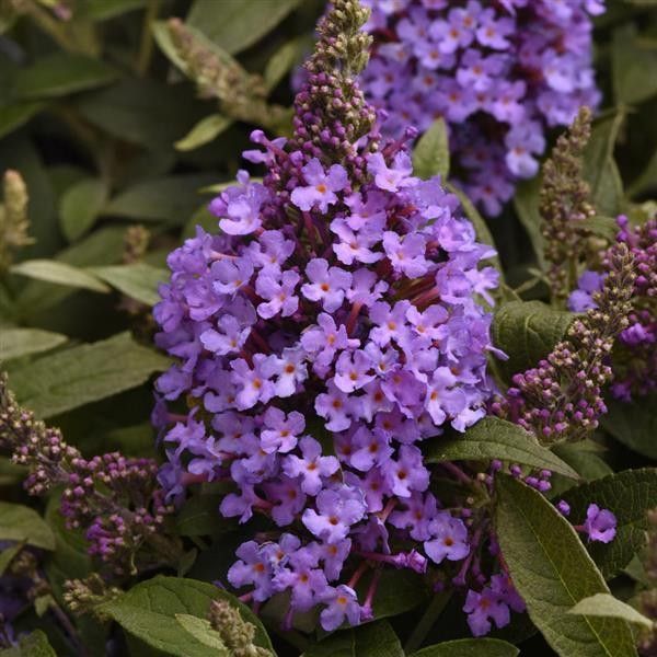 Chrysalis &#39;Steel Blue&#39; Butterfly Bush 2 gal GS