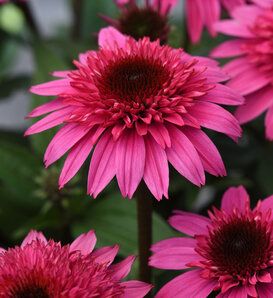 Cone Flower &#39;Echinacea Double Scoop Bubblegum&#39; 1 gal