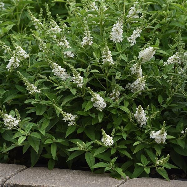 Chrysalis &#39;White&#39; Butterfly Bush 2 gal GS