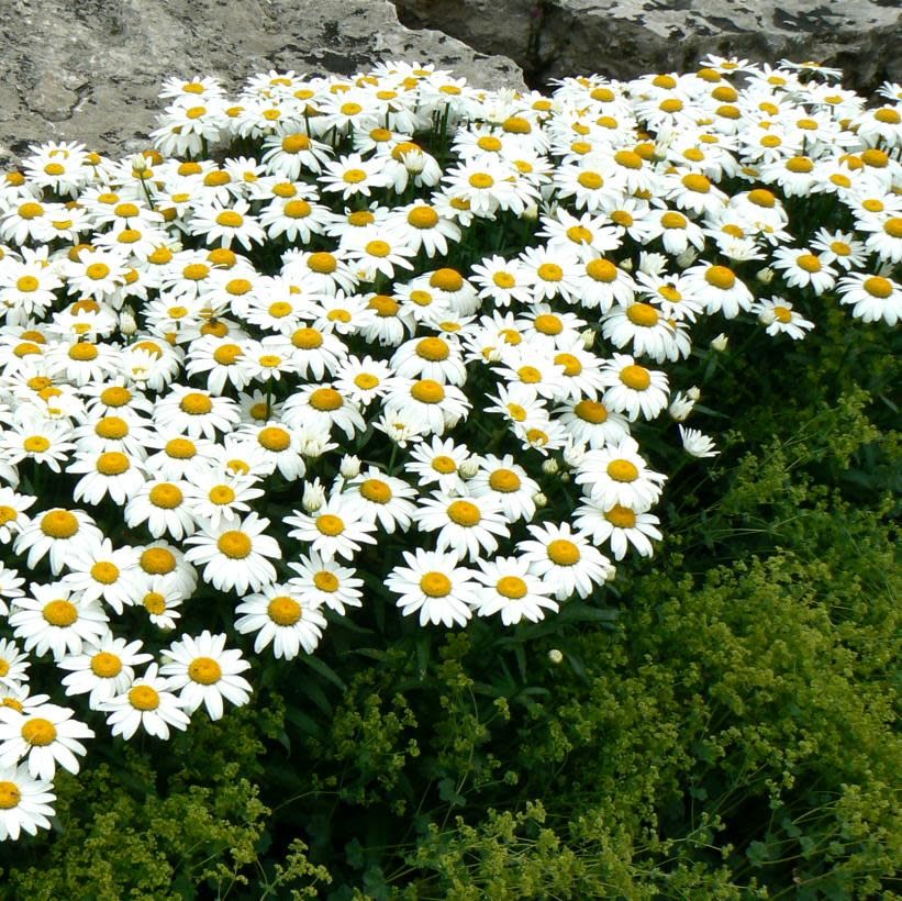 Shasta Daisy &#39;Leucanthemum Snowcap&#39; 2 gal GS