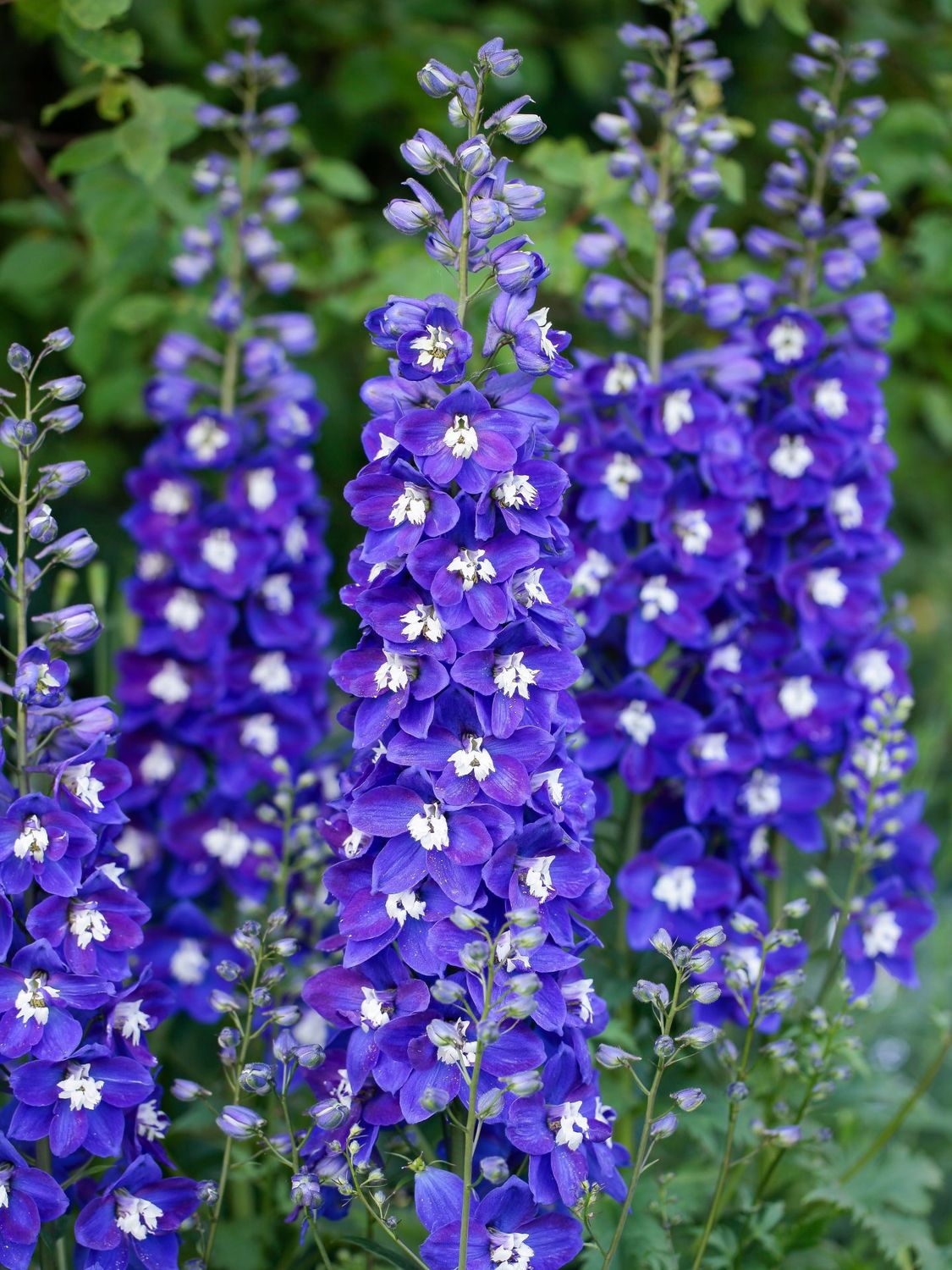 Delphinium Delgenius &#39;Blue Fabulosa&#39; 1 gal