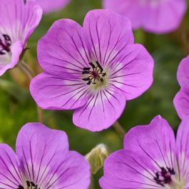 Perennial Geranium &#39;Kelly-Anne Pink&#39; Cranesbill 1 gal
