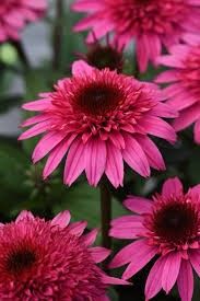Cone Flower &#39;Echinacea Double Scoop Watermelon&#39; 1 gal