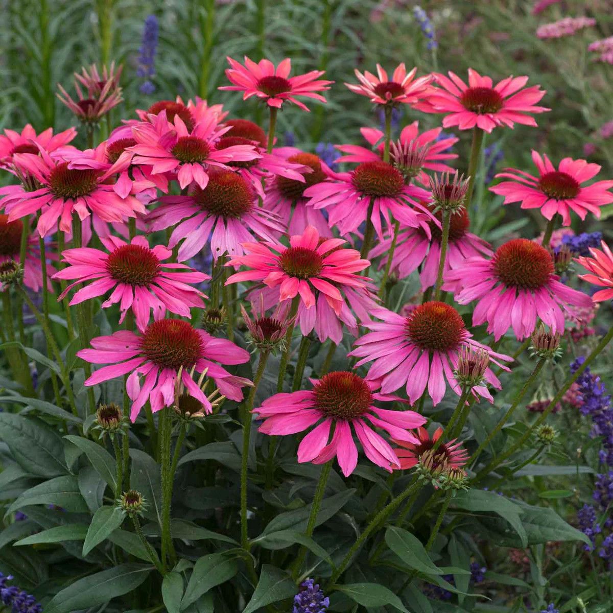 Cone Flower &#39;Echinacea Sunmagic Vintage Pink&#39; 1 gal