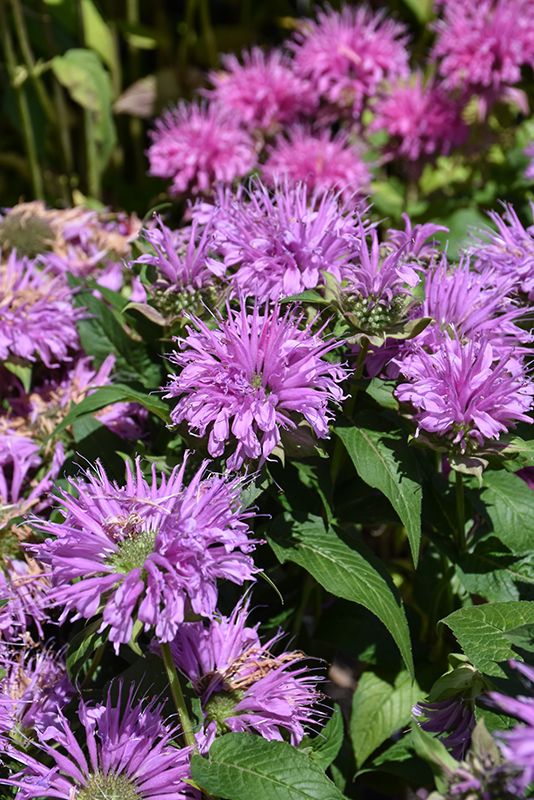 Monarda &#39;BeeMine Lavender&#39; Beebalm 2 gal GS