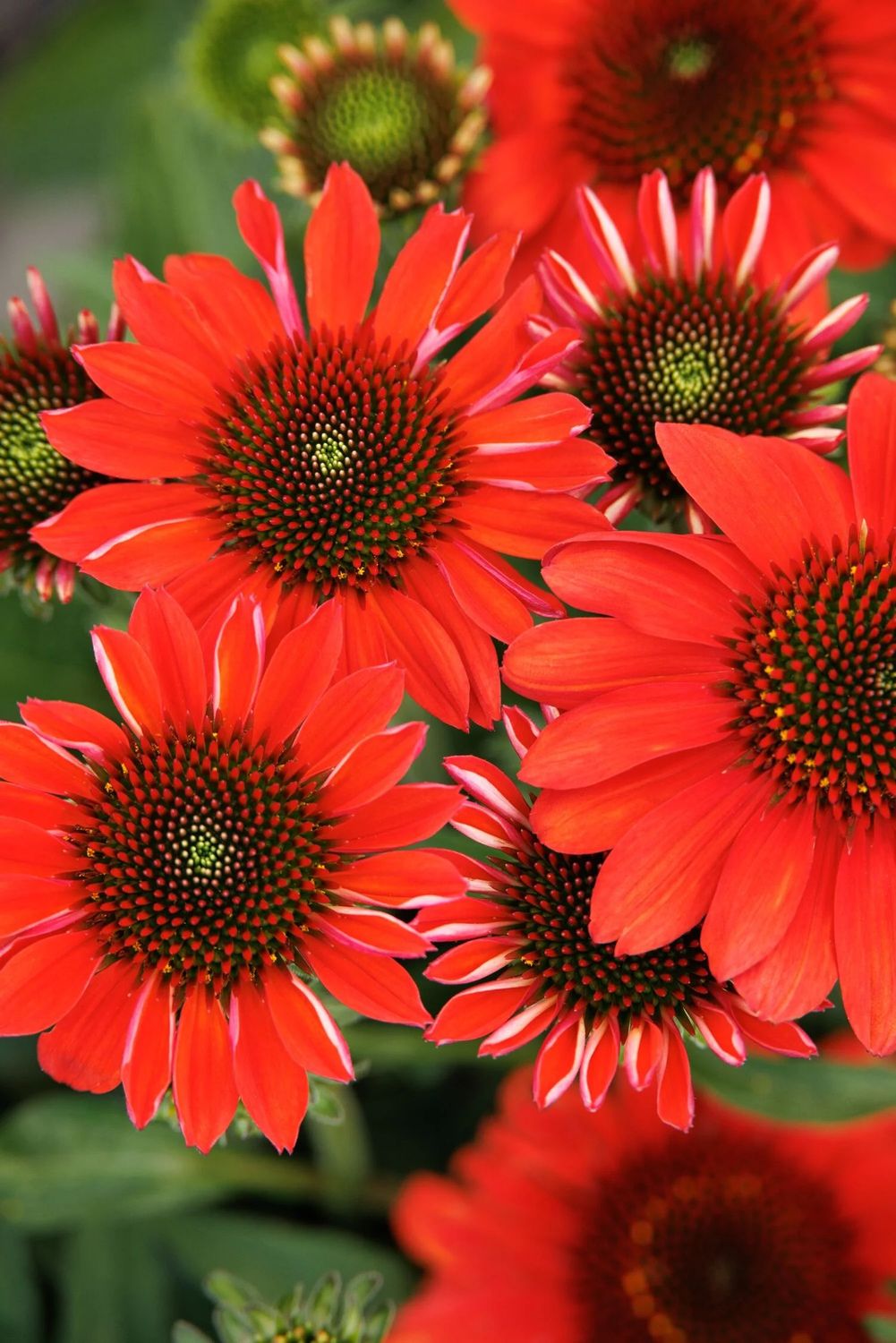 Cone Flower &#39;Echinacea Sunmagic Vintage Electric Orange&#39; 1 gal