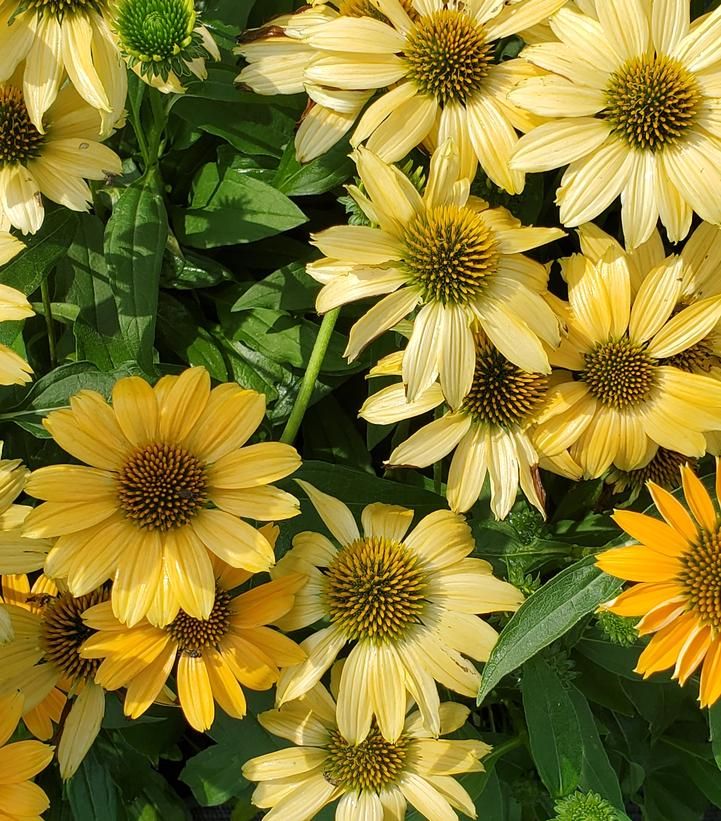 Cone Flower &#39;Echinacea Sunmagic Vintage Mango&#39; 1 gal