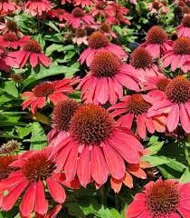 Cone Flower &#39;Echinacea Sunmagic Vintage Ruby&#39; 1 gal