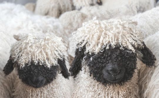 Art - Valais Blacknose Sheep (Large)