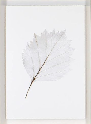 Art - Silver Leaves I