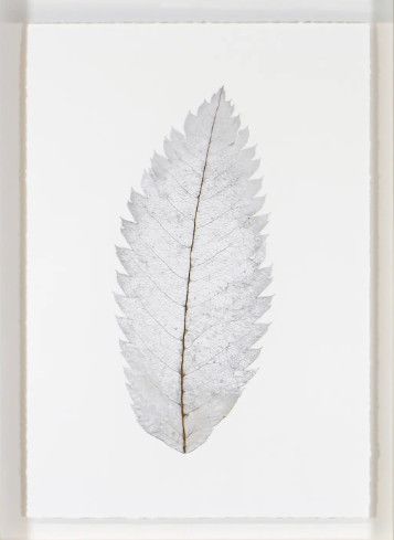 Art - Silver Leaves IV