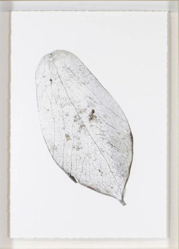 Art - Silver Leaves II