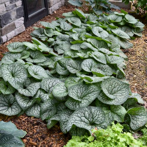 Brunnera &#39;Jack of Diamonds&#39; 8&quot; PW