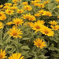 Heliopsis &#39;Sunstruck&#39; 1 gal