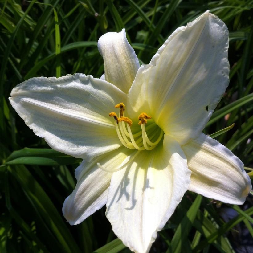 Daylily - Hemerocallis &#39;Dad&#39;s Best White&#39; 1 gal