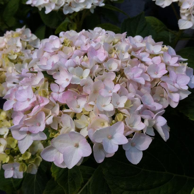 Hydrangea &#39;Blushing Bride&#39; 2 gal ES