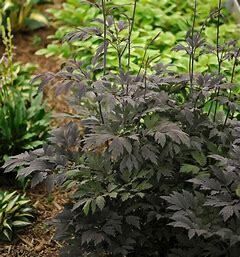 Actaea &#39;Chocoholic&#39; Bugbane 1 gal