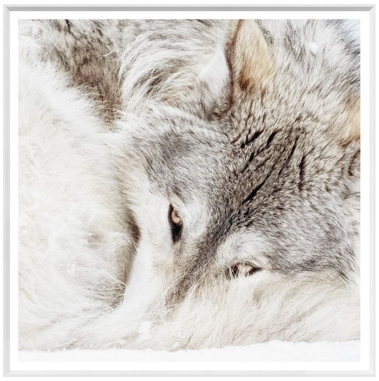 Art - Grey Wolf (Large)