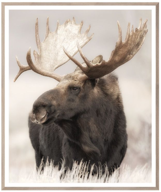Art - Grand Teton Moose (Large/framed with glass)
